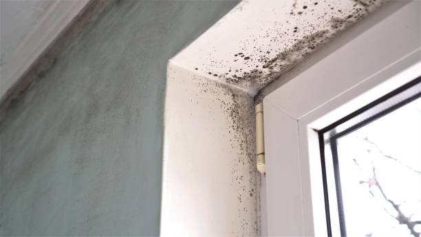 Best Mold Testing  in Marlboro, NY