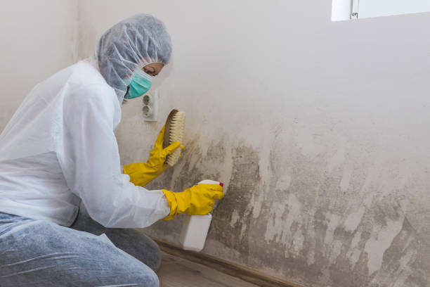 Crawl Space Mold Removal in Marlboro, NY