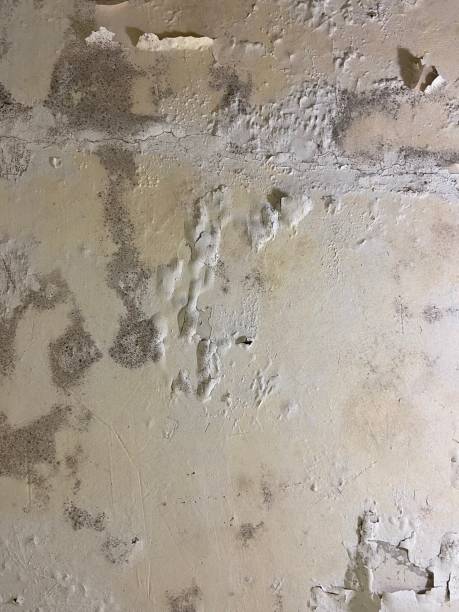 Marlboro, NY Mold Removal Company