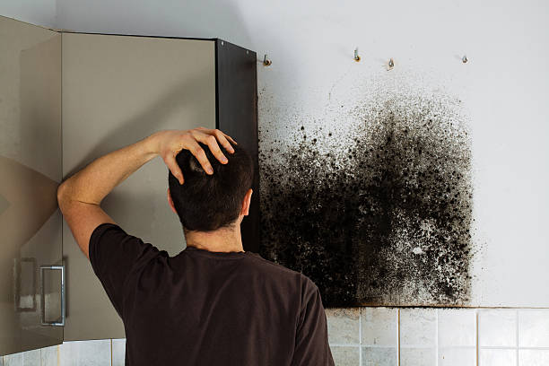 Best Mold Testing  in Marlboro, NY