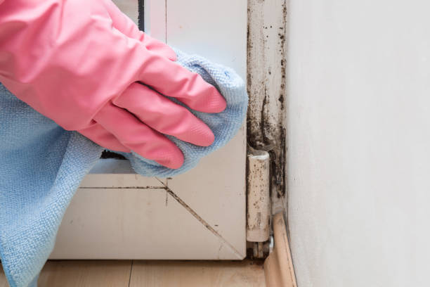 Best Certified Mold Removal  in Marlboro, NY